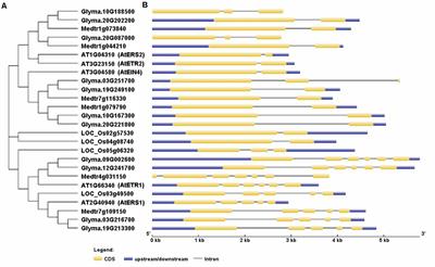 Genome Wide Identification and Expression Profiling of Ethylene Receptor Genes during Soybean Nodulation